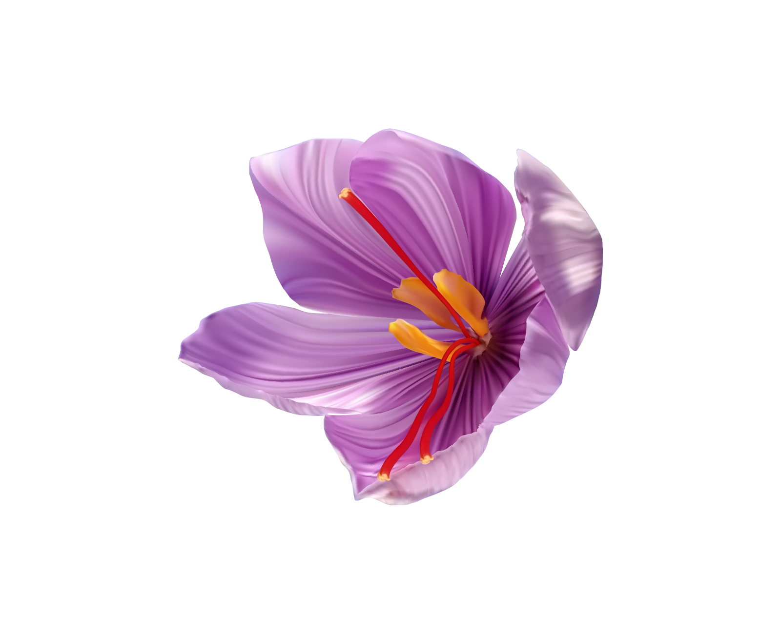 EXTRAIT DE FLEUR DE CROCUS	- Crocus sativus flower extract