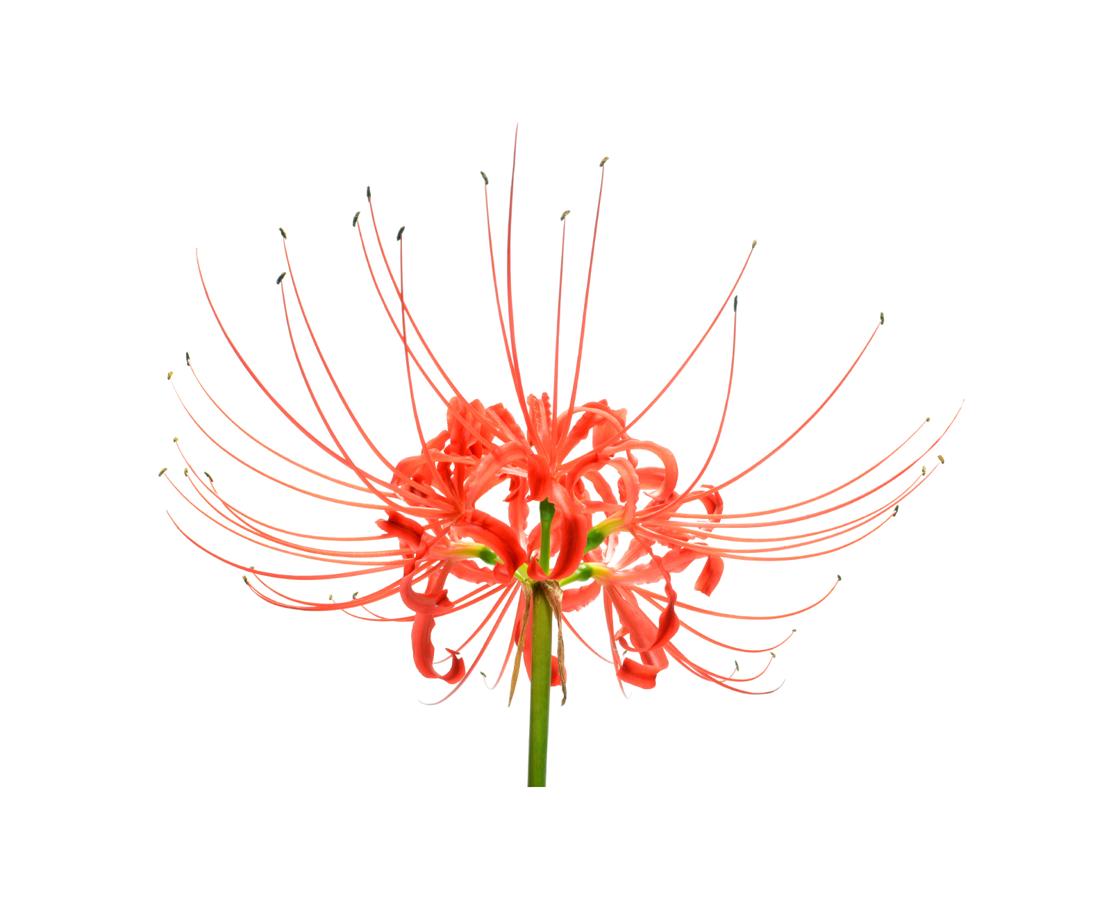 GREVILLEA SPECIOSA FLOWER EXTRACT - Grevillea Speciosa Flower Extract